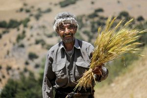 بیش از ۹ هزار میلیارد ریال از مطالبات کشاورزان گندمکار لرستانی پرداخت شد