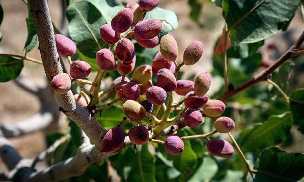 برداشت ۱۲۰ تن پسته از باغات لرستان
