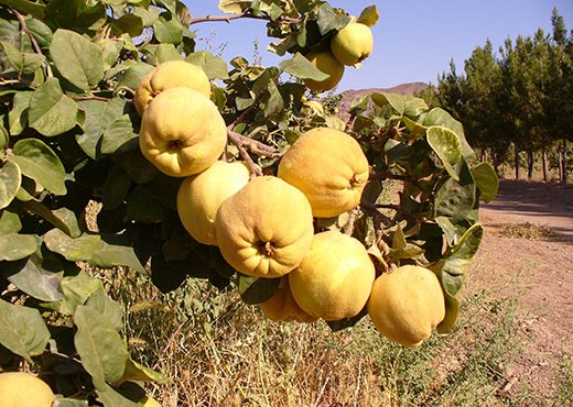 تولید ۸۰۰ تن میوه به در استان لرستان