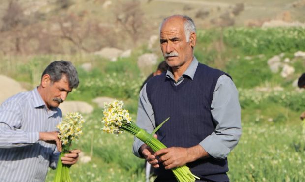  تولید ۱۸میلیون شاخه گل نرگس در لرستان