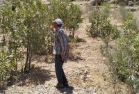 ثمره تلاش های خستگی ناپذیر یاردار، دوستدار محیط زیست و فضای سبز شهری