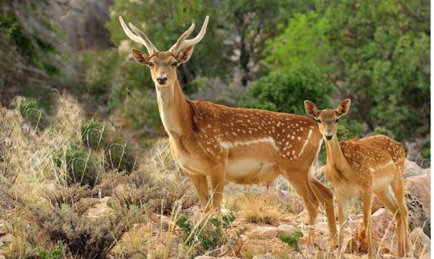 وجود ۴۰۰ گونه جانوری در لرستان وجود ۴۰۰ گونه جانوری در لرستان