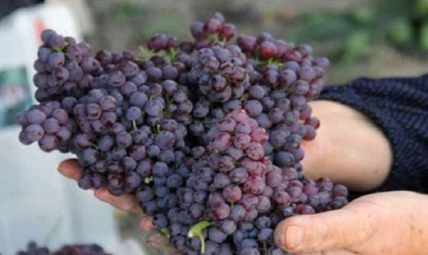 ۵۰ هزار تن انگور ره آورد باغداران لرستانی