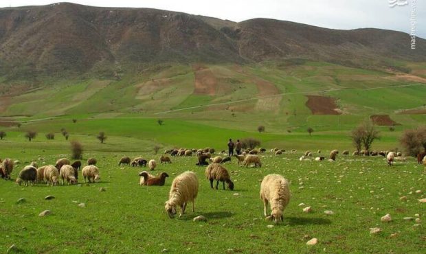 تعداد دام حاضر در جنگل های زاگرس سه برابر ظرفیت عرصه های طبیعی تعداد دام حاضر در جنگل های زاگرس سه برابر ظرفیت عرصه های طبیعی