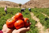 برداشت ۳۵ هزار تن گوجه فرنگی از مزارع لرستان