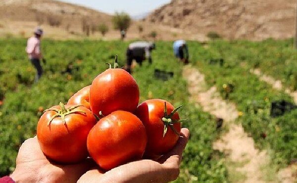 برداشت ۳۵ هزار تن گوجه فرنگی از مزارع لرستان برداشت ۳۵ هزار تن گوجه فرنگی از مزارع لرستان