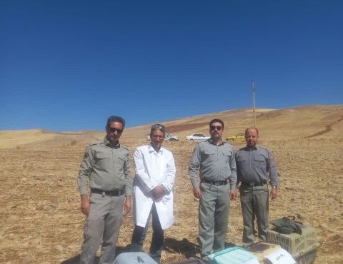 ۱۳ پهله پرنده شکاری به دامن طبیعت برگشتند